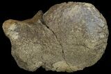 Fossil Hadrosaur Astragalus - Alberta (Disposition #-) #134521-2